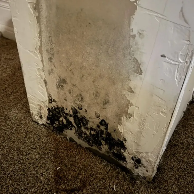 Professional Mold Removal in Blossburg, PA